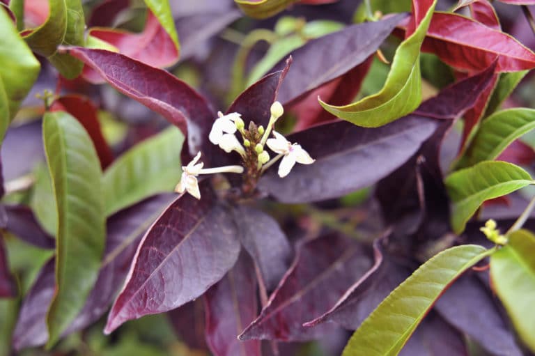 Eranthemum (Eranthemum)