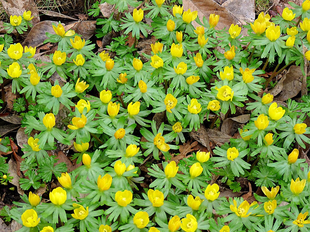 Eranthis (Eranthis)