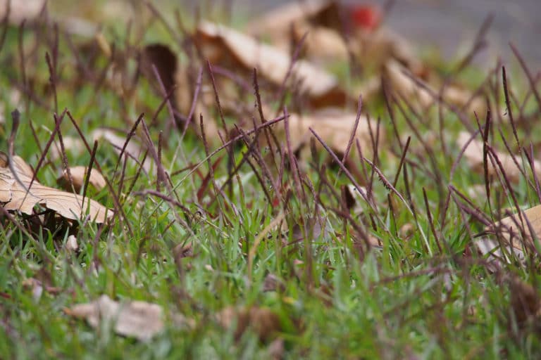 Eremochloa (Eremochloa)
