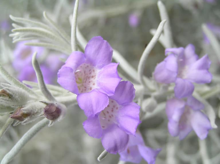 Eremophila (Eremophila)