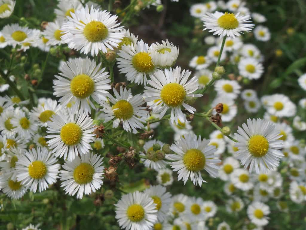 Erigeron (Erigeron)