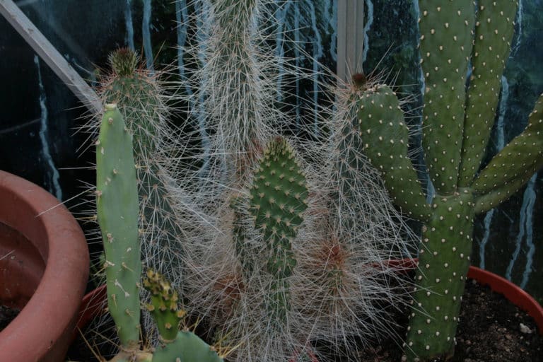 Erinacea (Erinacea)