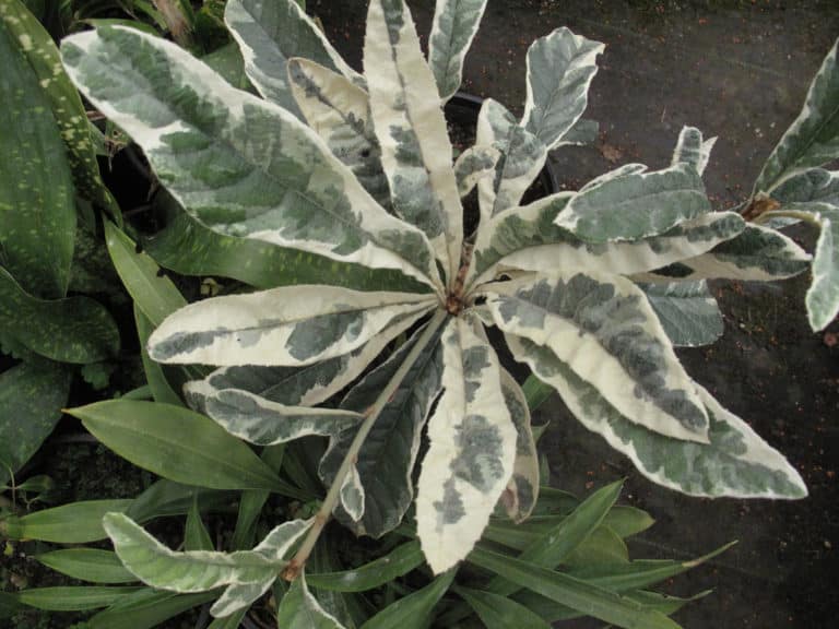 Eriobotrya (Eriobotrya)