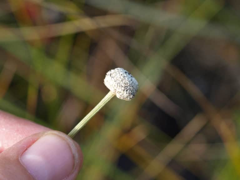 Eriocaulon (Eriocaulon)
