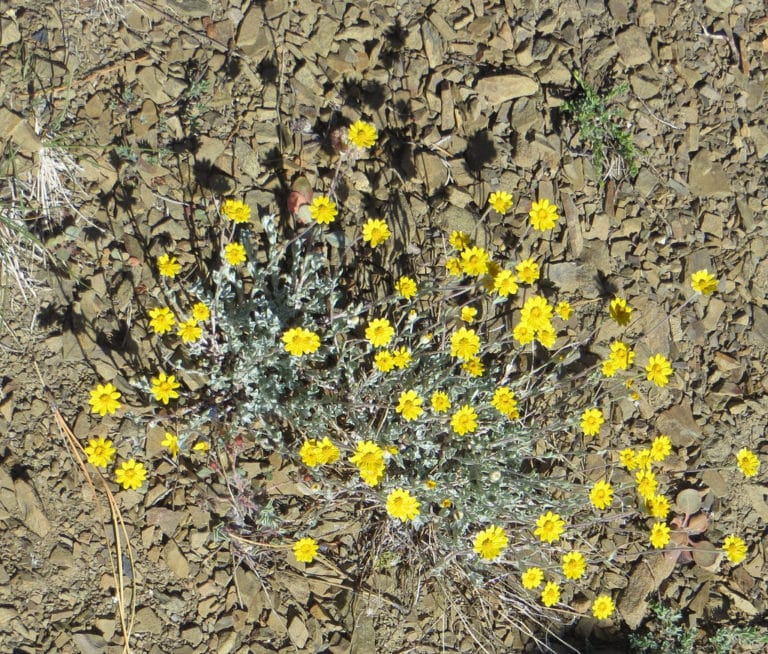 Eriogonum (Eriogonum)