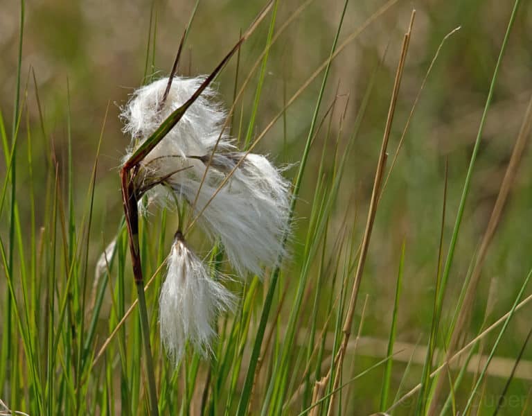 Linaigrette (Eriophorum)