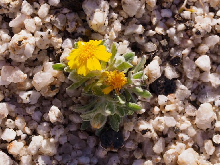 Eriophyllum (Eriophyllum)