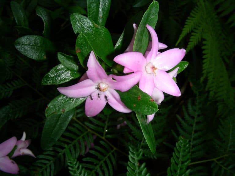 Eriostemon (Eriostemon)