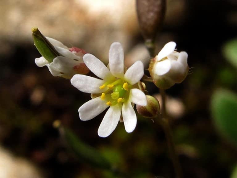 Erophila (Erophila)