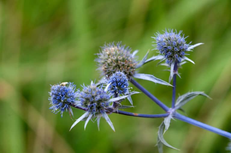 Panicaut (Eryngium)