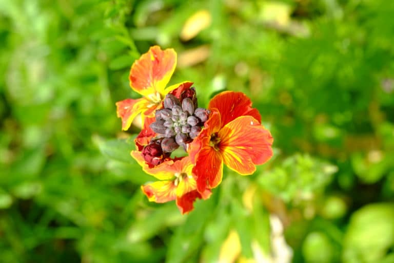 Vélar (Erysimum)