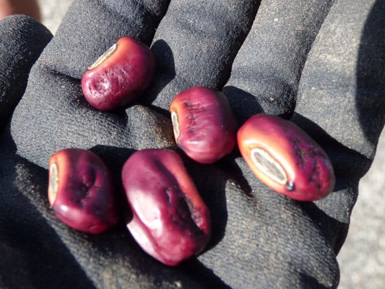 Erythrine (Erythrina)