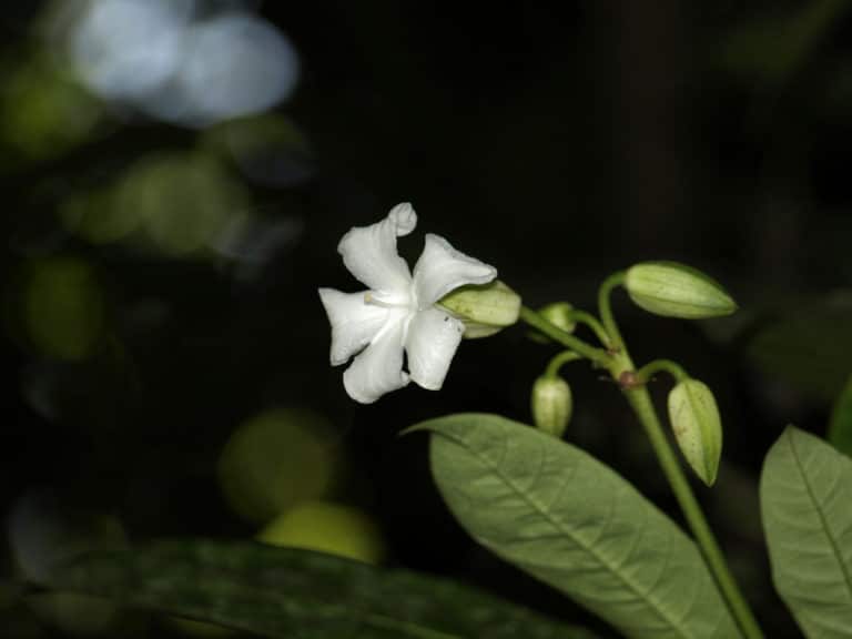 Erythrochiton (Erythrochiton)