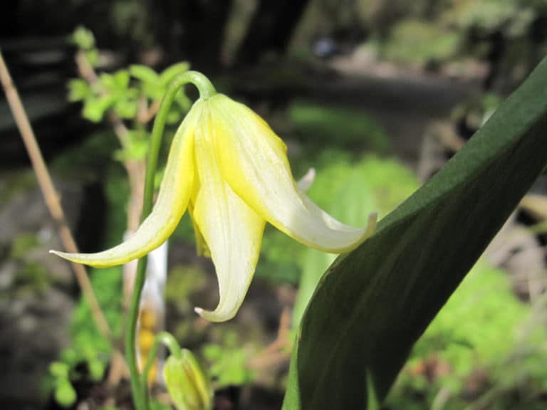 Dent-de-chien (Erythronium)