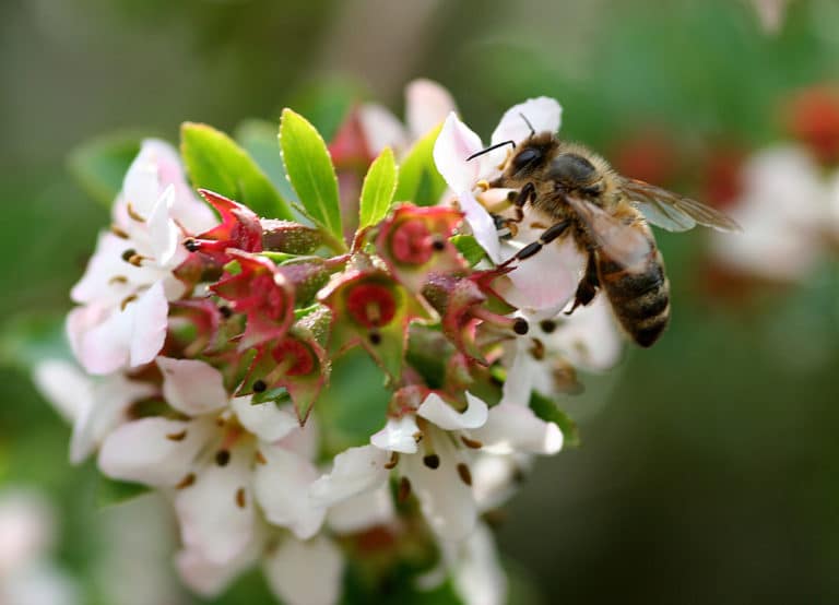 Escallonia (Escallonia)