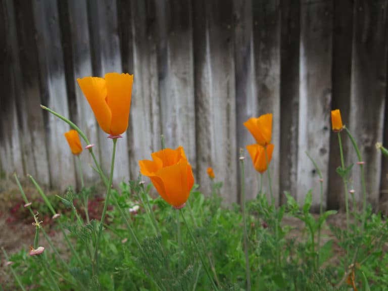 Eschscholzia (Eschscholzia)