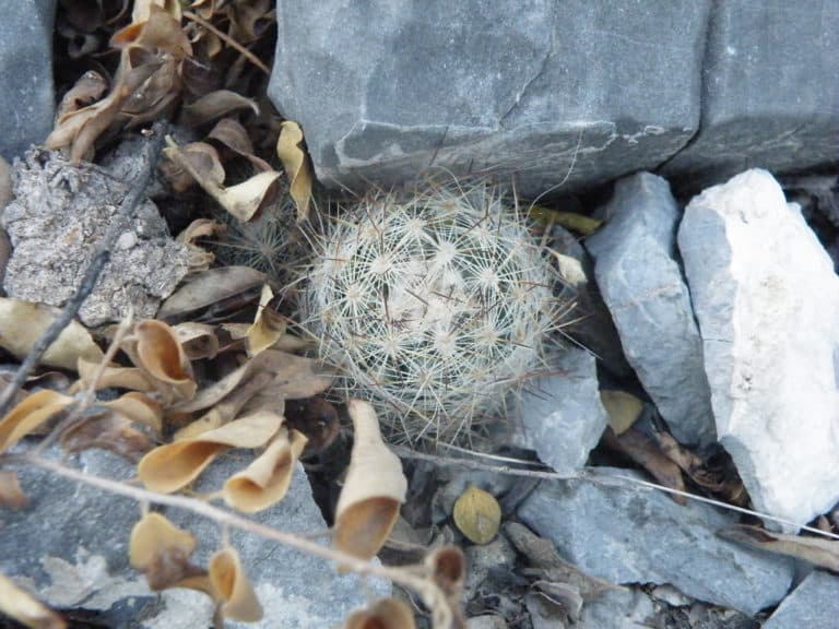 Escobaria (Escobaria)