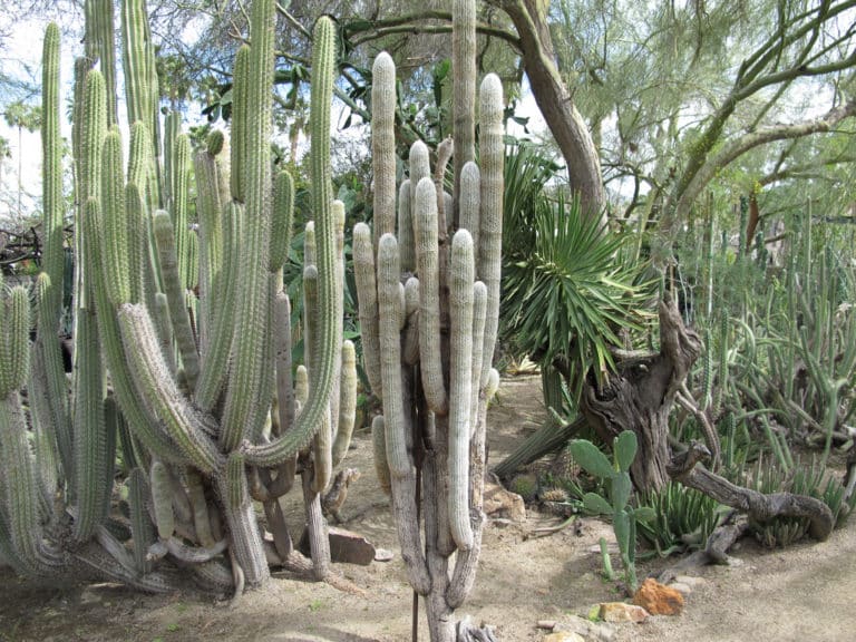 Espostoa (Espostoa)