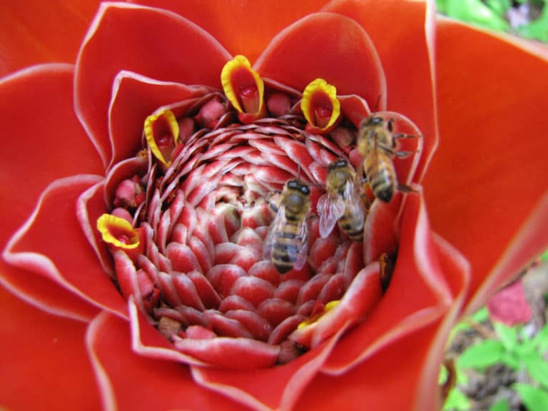 Etlingera (Etlingera)