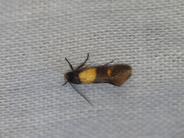 Euanthe (Euanthe)