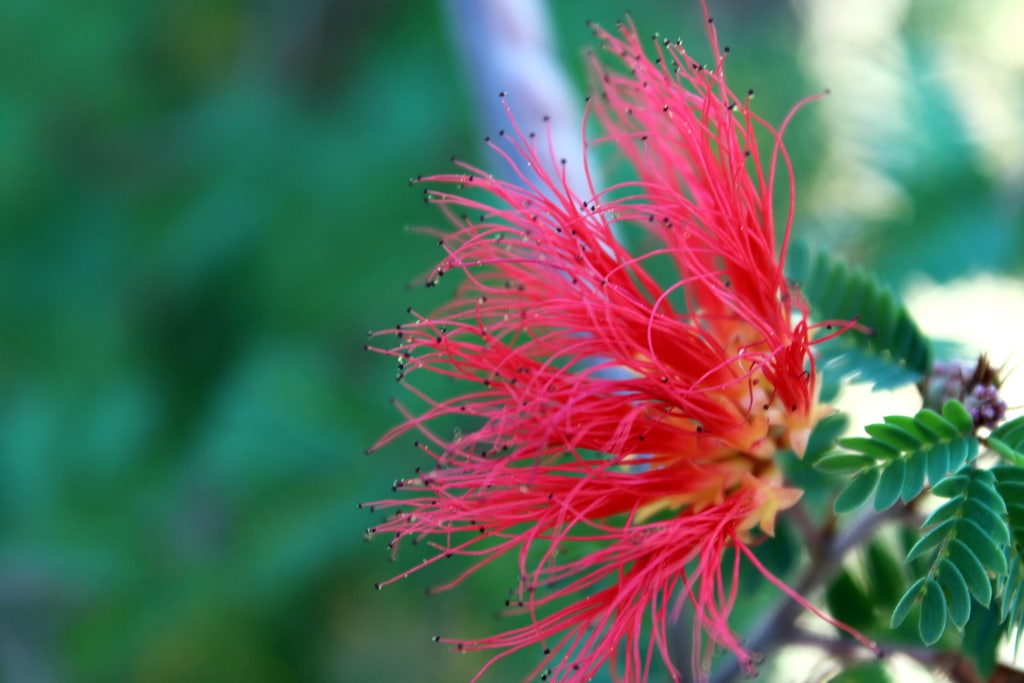 Eucalyptus (Eucalyptus)