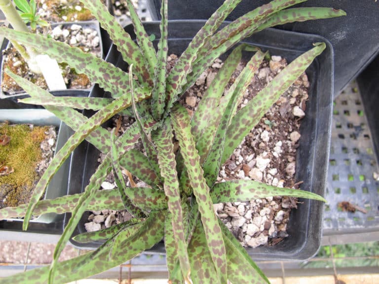 Eucomis (Eucomis)