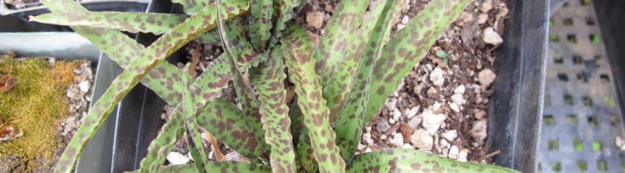 Eucomis