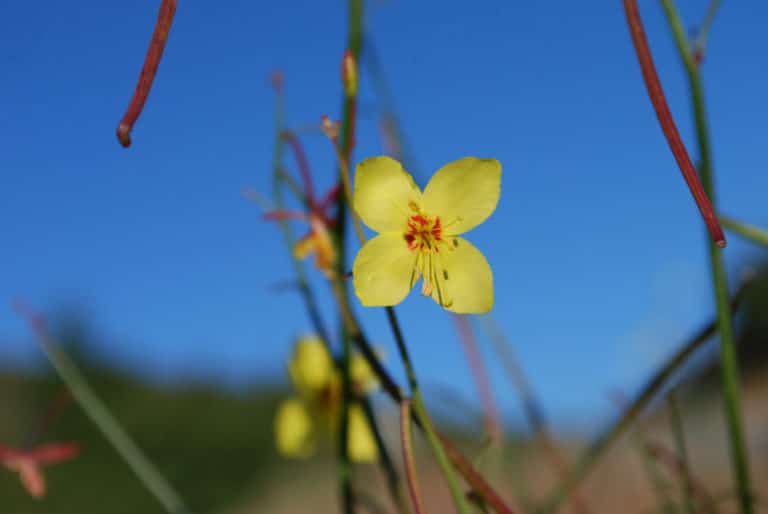 Eulobus (Eulobus)