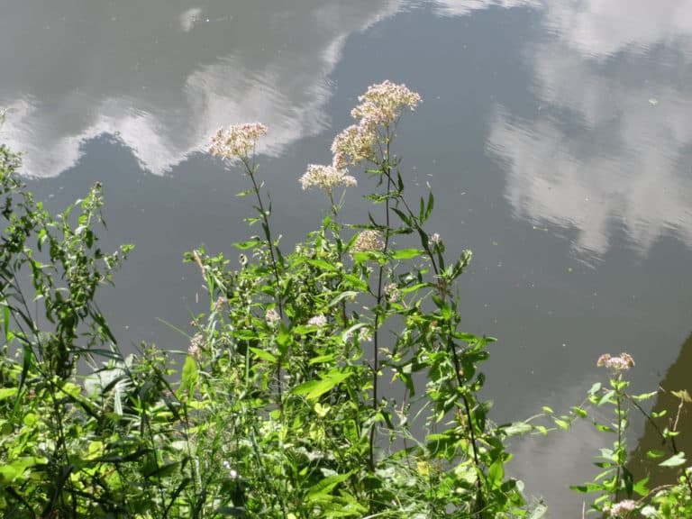 Eupatoire (Eupatorium)