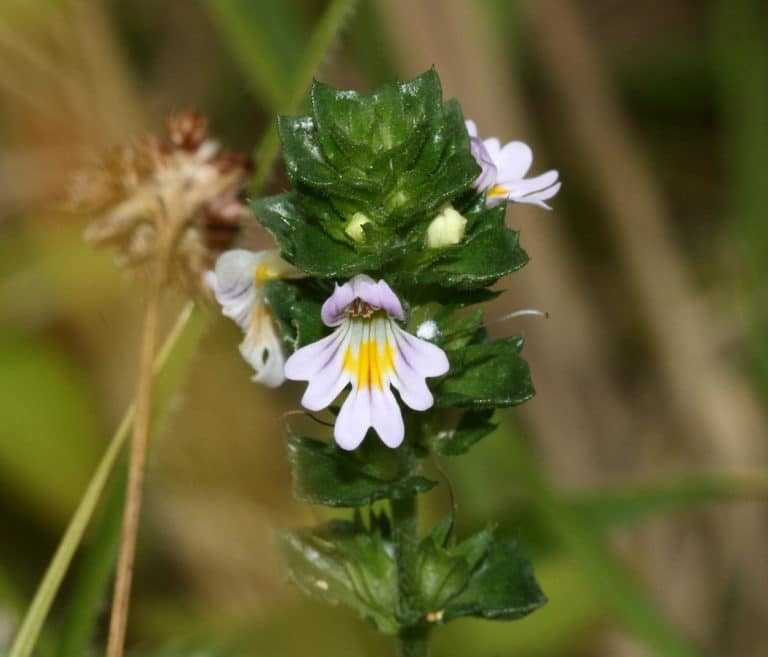 Euphraise (Euphrasia)