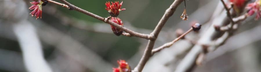 Euptelea Entretien, Plantation et Culture Conservation Nature