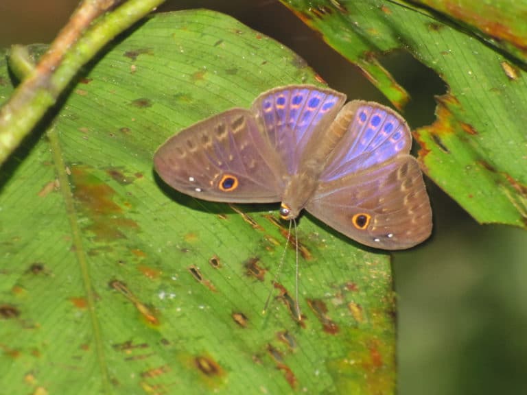 Eurybia (Eurybia)