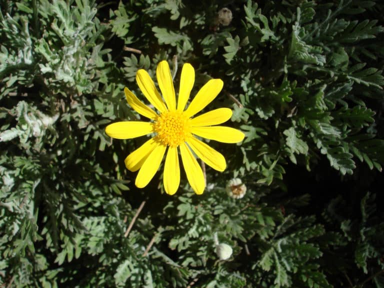 Euryops (Euryops)