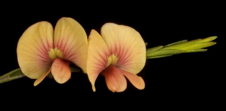 Eutaxia (Eutaxia)