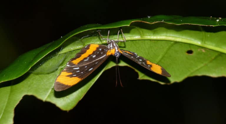 Euterpe (Euterpe)