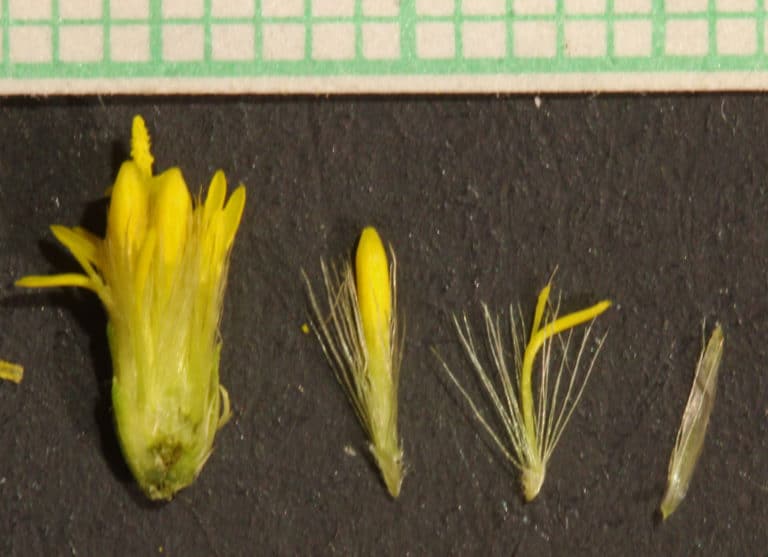 Euthamia (Euthamia)