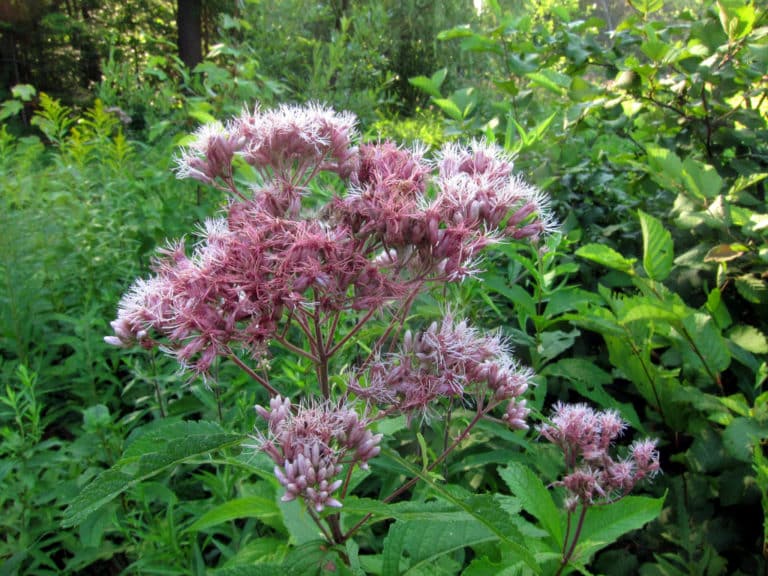 Eutrochium (Eutrochium)