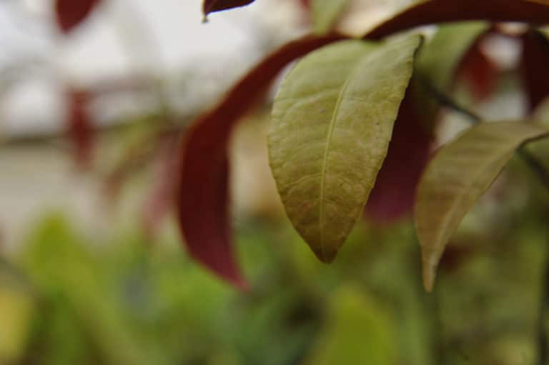Excoecaria (Excoecaria)