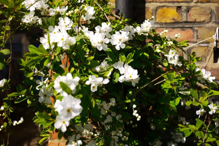 Exochordes (Exochorda)