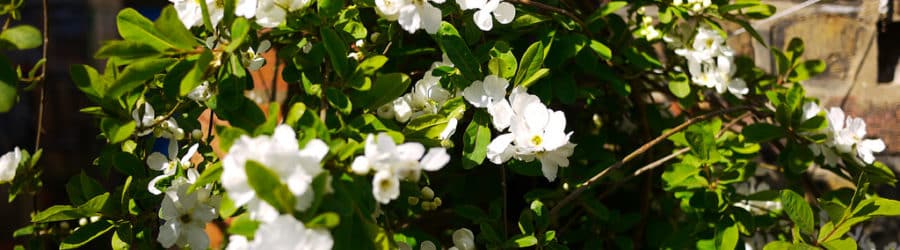 Exochordes