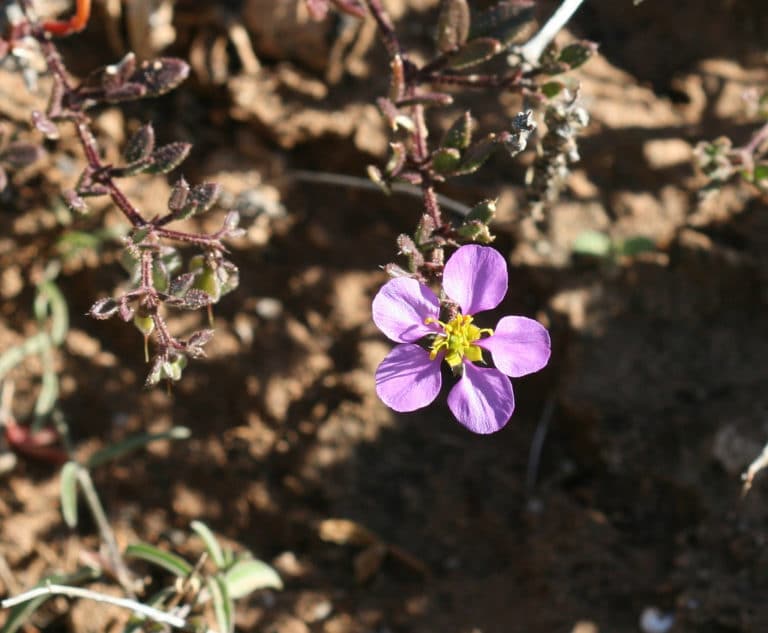Fagonia (Fagonia)