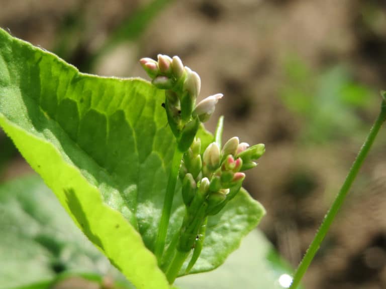 Fagopyre (Fagopyrum)