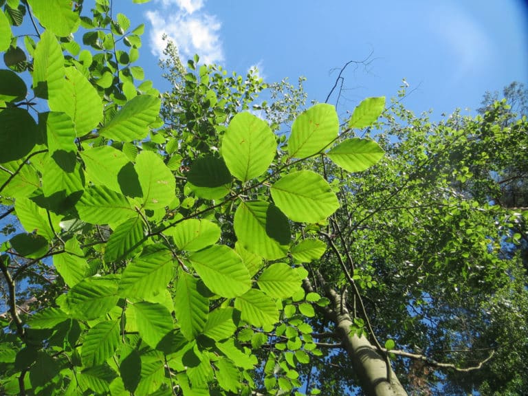 Hêtres (Fagus)