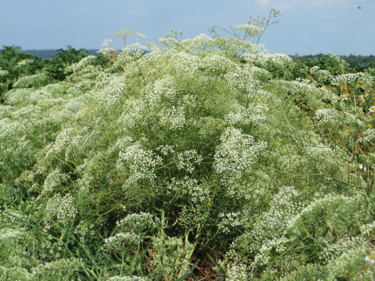 Falcaria (Falcaria)