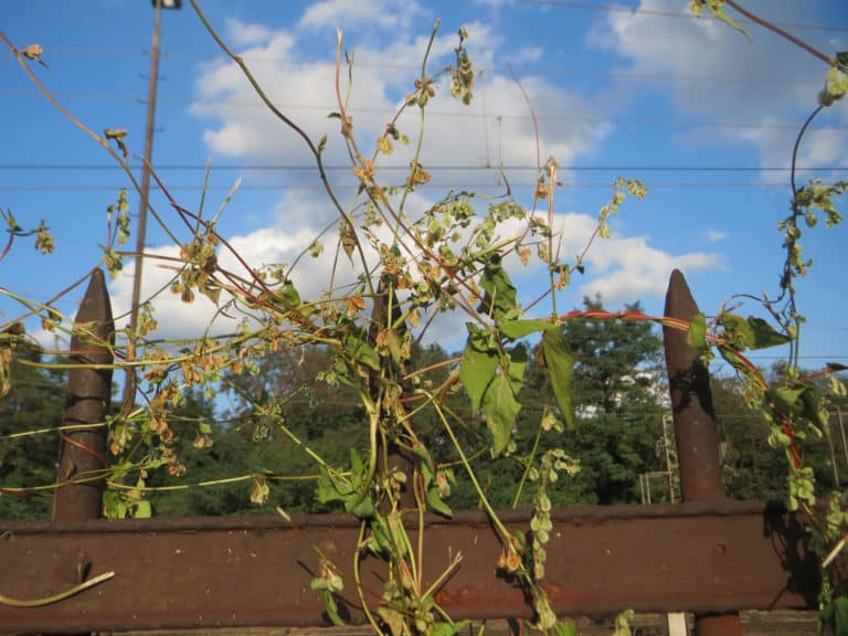 Fallopie (Fallopia)