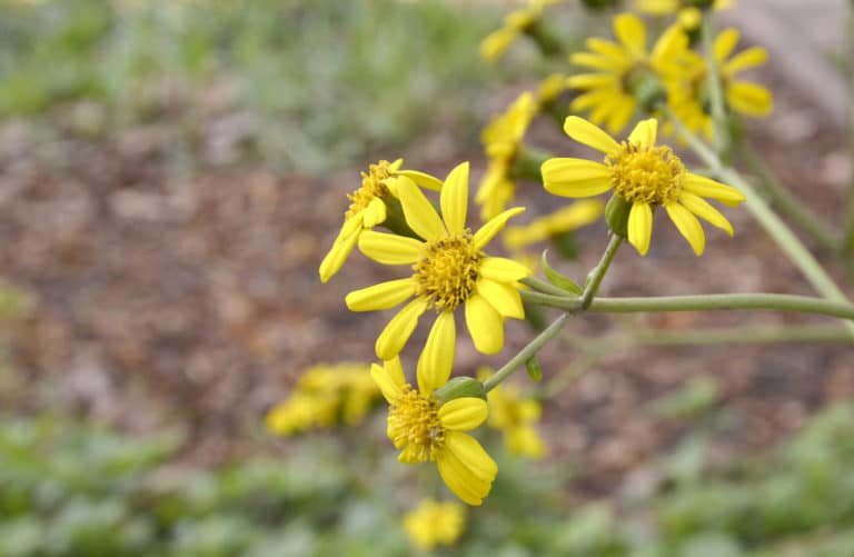 Farfugium (Farfugium)