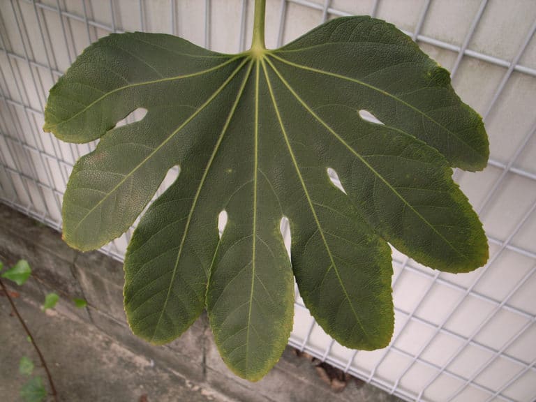 Fatsia (Fatsia)