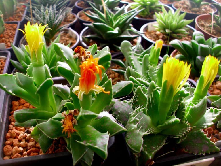 Gueule (Faucaria)