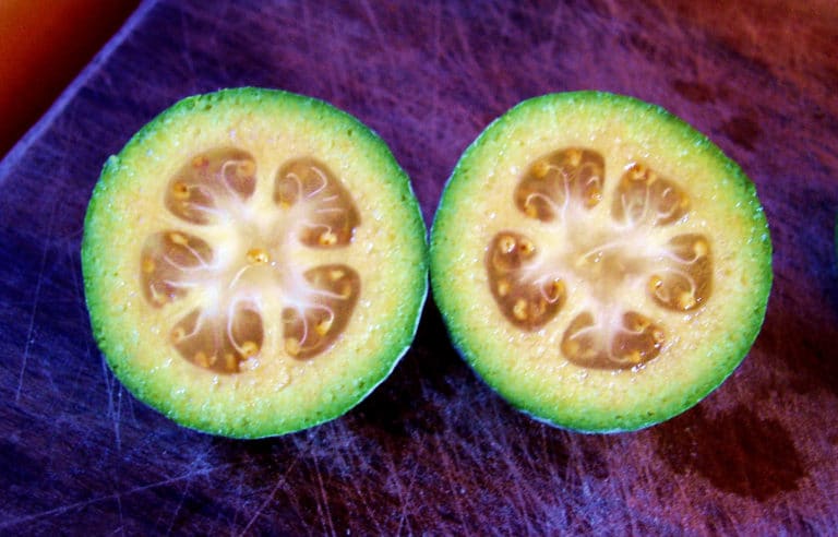 Feijoa (Feijoa)