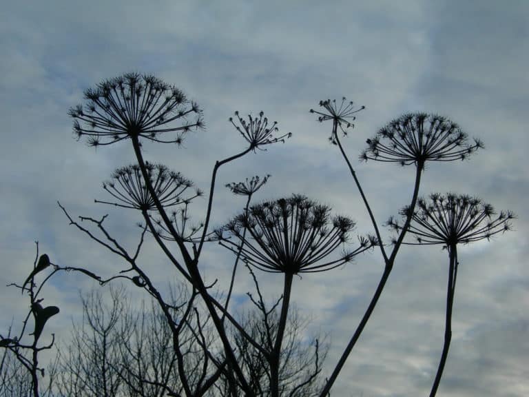 Férule (Ferula)
